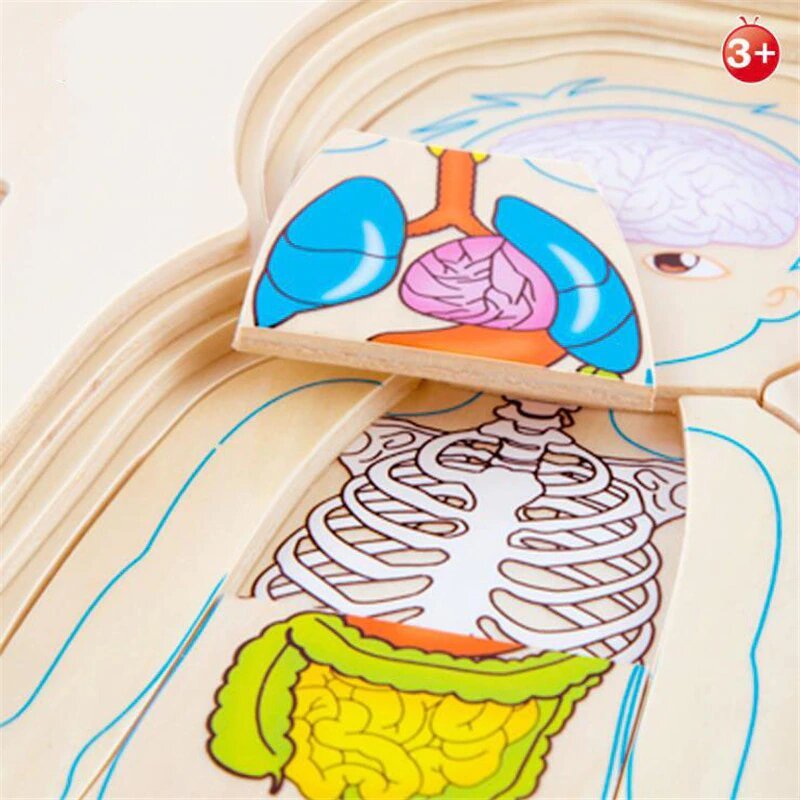 Rompecabezas Cuerpo Humano - Imagen 3