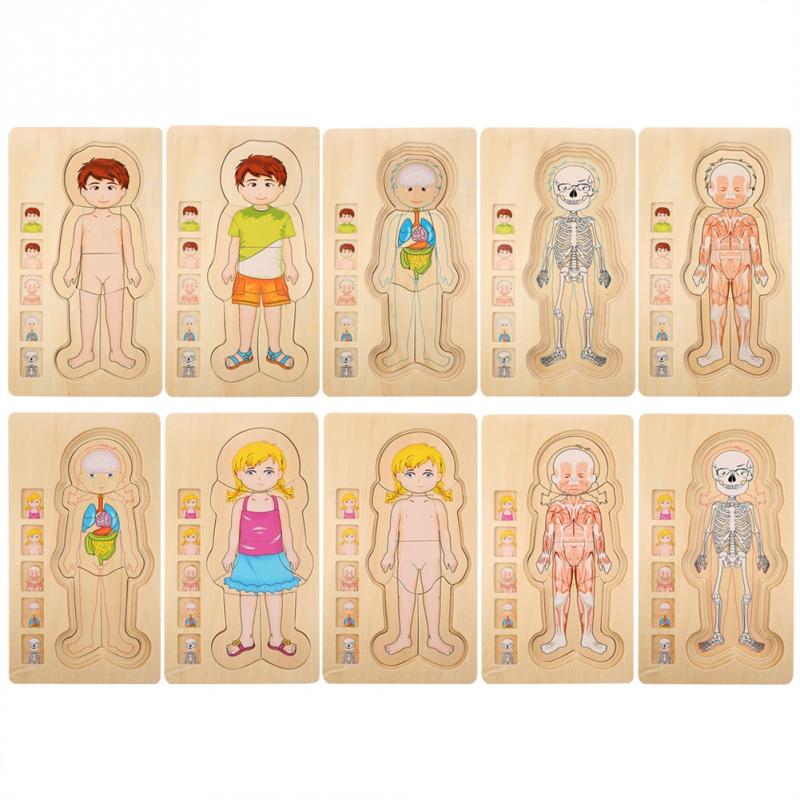Rompecabezas Cuerpo Humano - Imagen 2